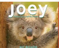 Joey : a baby koala and his mother /