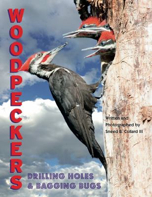 Woodpeckers : drilling holes and bagging bugs /
