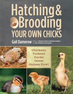 Hatching & brooding your own chicks /
