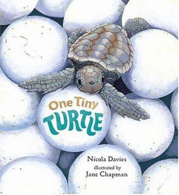 One tiny turtle /