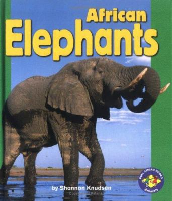 African elephants /
