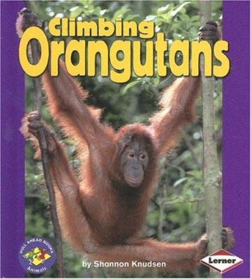 Climbing orangutans /