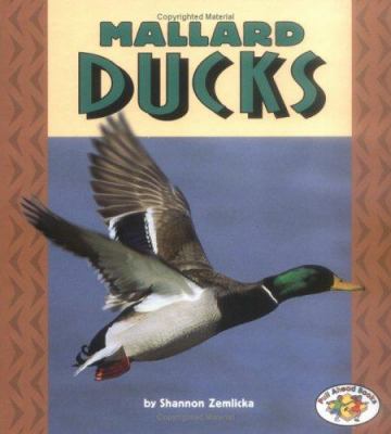 Mallard ducks /