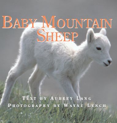 Baby mountain sheep /