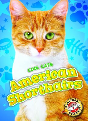 American shorthairs /