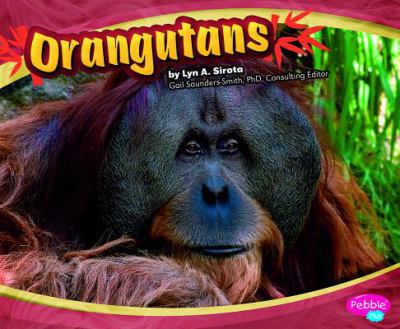 Orangutans /