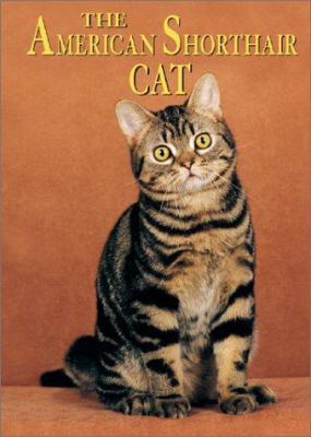 The American shorthair cat /