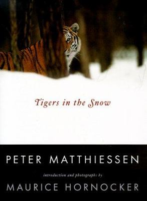 Tigers in the snow /