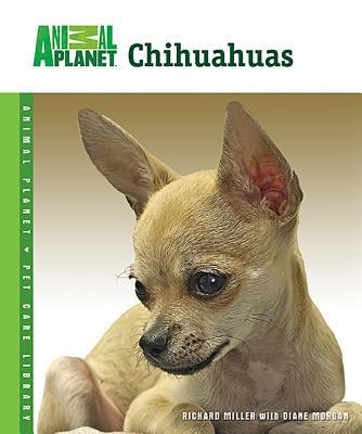 Chihuahuas /