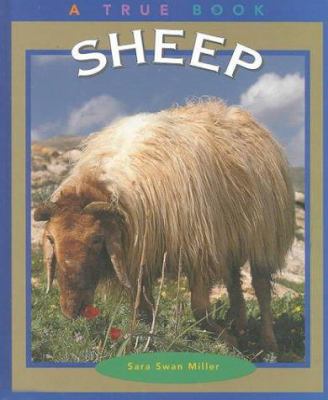 Sheep /