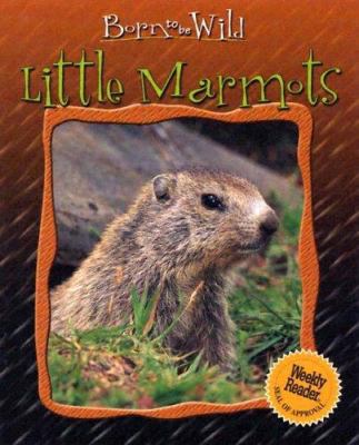 Little marmots /