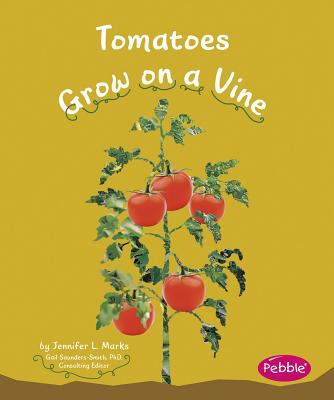 Tomatoes grow on a vine /