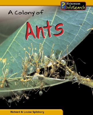 A colony of ants /