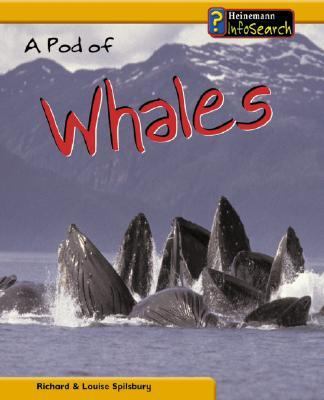 A pod of whales /