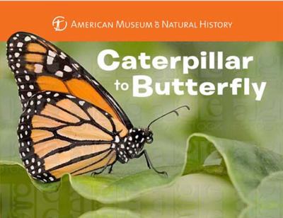 brd Caterpillar to butterfly /