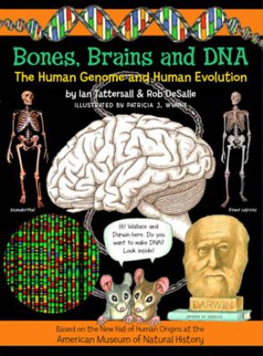 Bones, brains and DNA : the human genome and human evolution /